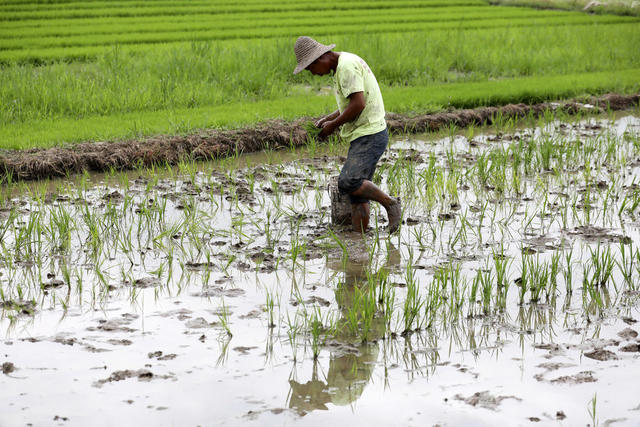 双抢时节 稻谷丰收 抢插晚稻 农业产业 粮食安全