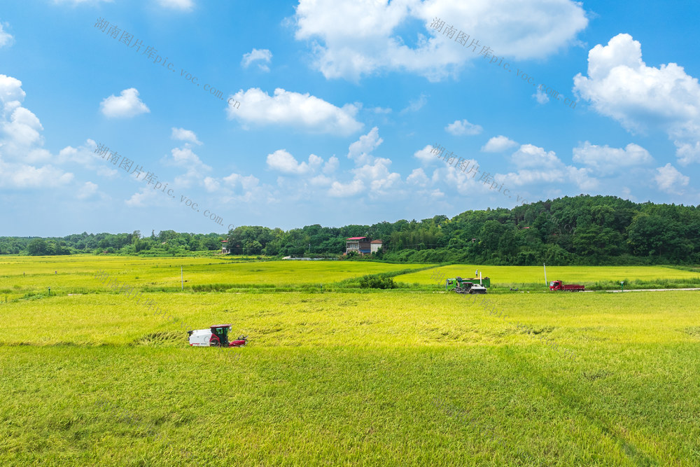 农业 粮食生产 抢收早稻 中伏 战高温