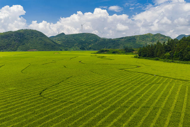 乡村振兴  夏日乡村  水稻制种  美丽乡村