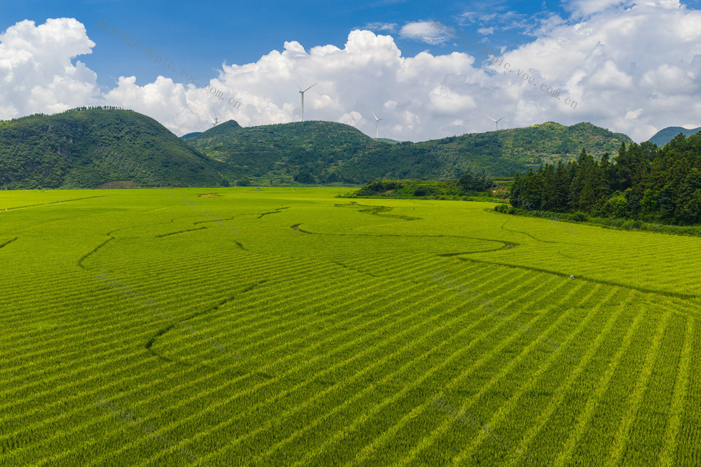 乡村振兴  夏日乡村  水稻制种  美丽乡村