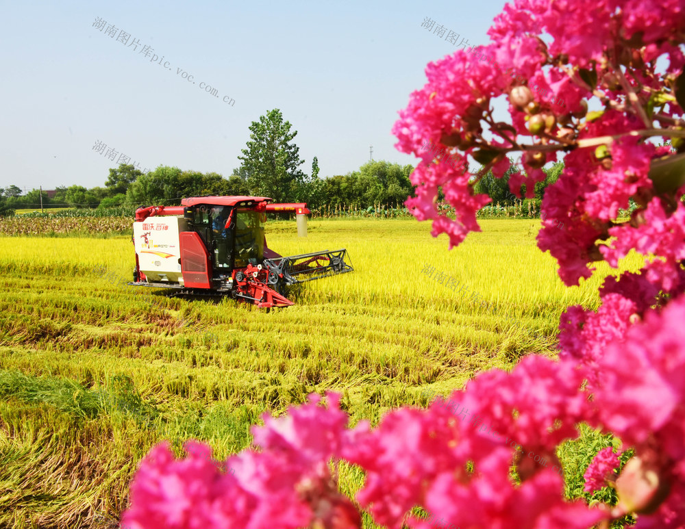 农业  粮食生产  再生稻  收割机