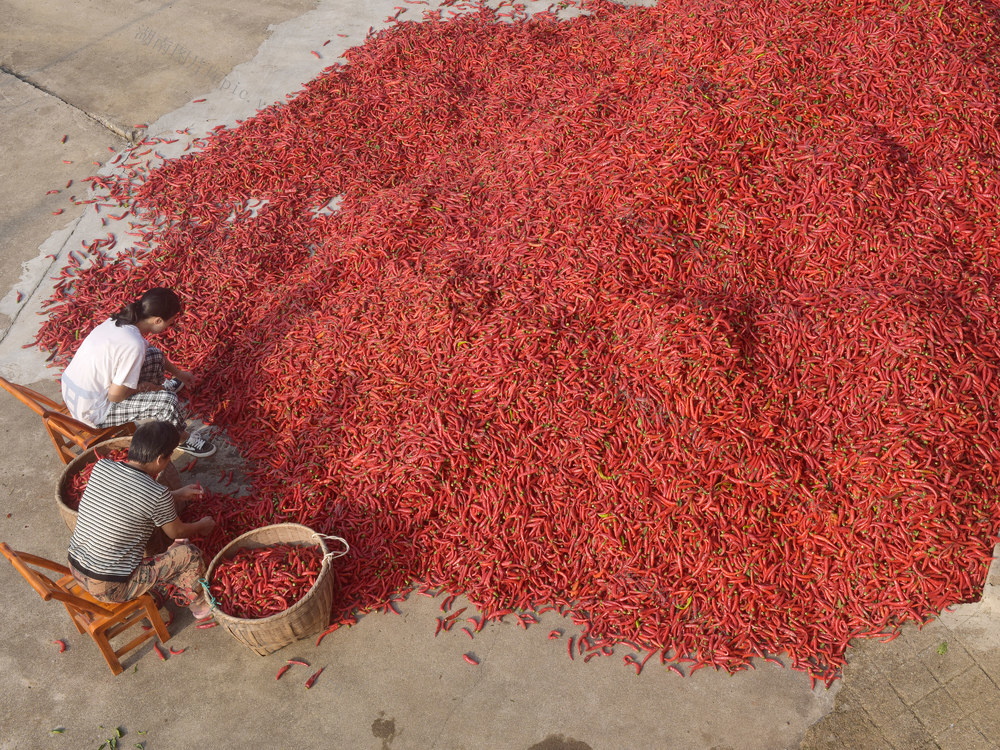 双峰  红辣椒  乡村振兴  产业发展   农民增收   经济建设  村级集体经济  合作社