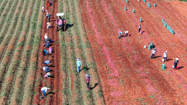 农业 红薯丰收 特色产业 规模种植 农民增收 乡村振兴