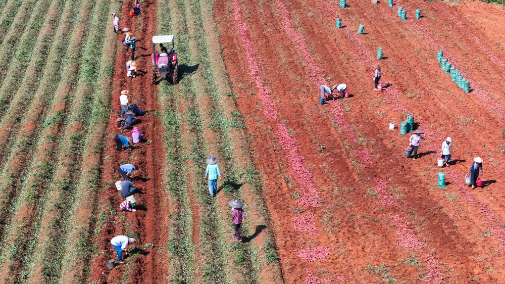 农业 红薯丰收 特色产业 规模种植 农民增收 乡村振兴
