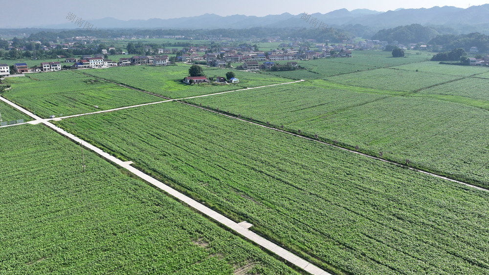 高粱口田野口绿