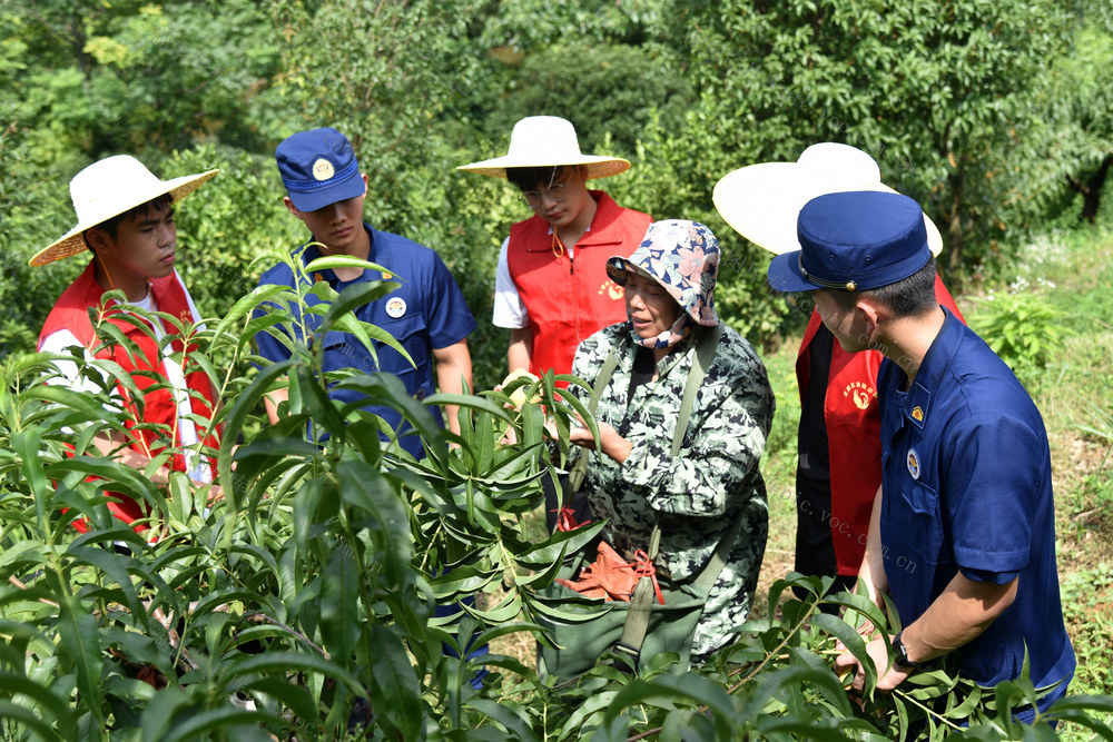 消防 志愿 服务 助农 乡村振兴 安全 防火 夏季 