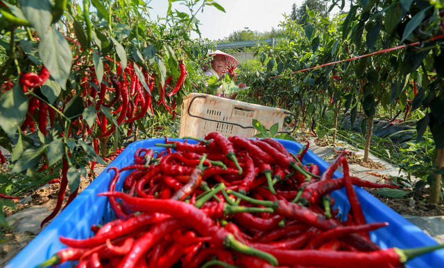 辣椒采摘