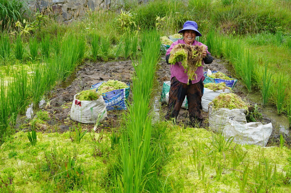 种植水苔也赚钱（图）

8月2日，湖南省隆回县小沙江镇文明村，村民在收水苔。该村采取“公司+农户”的合作模式，农户负责种植水苔，公司负责收购、加工、销售。干水苔远销北京、上海、广州等大城市，主要用于养花。

 