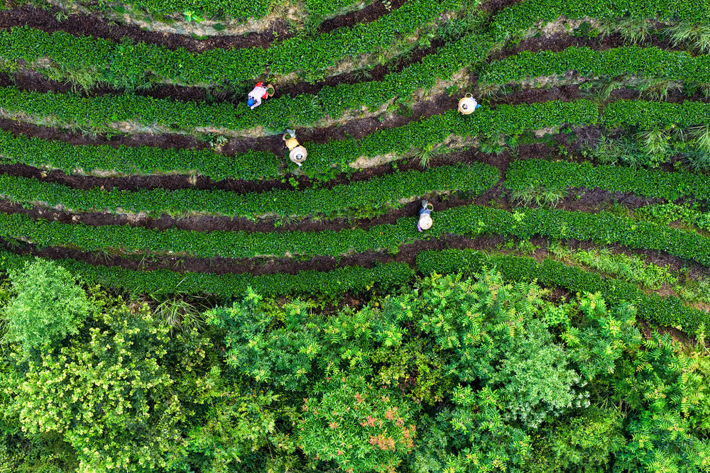 采茶 茶叶 茶园 产业 茶