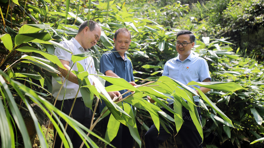 宁远 粽叶 采摘