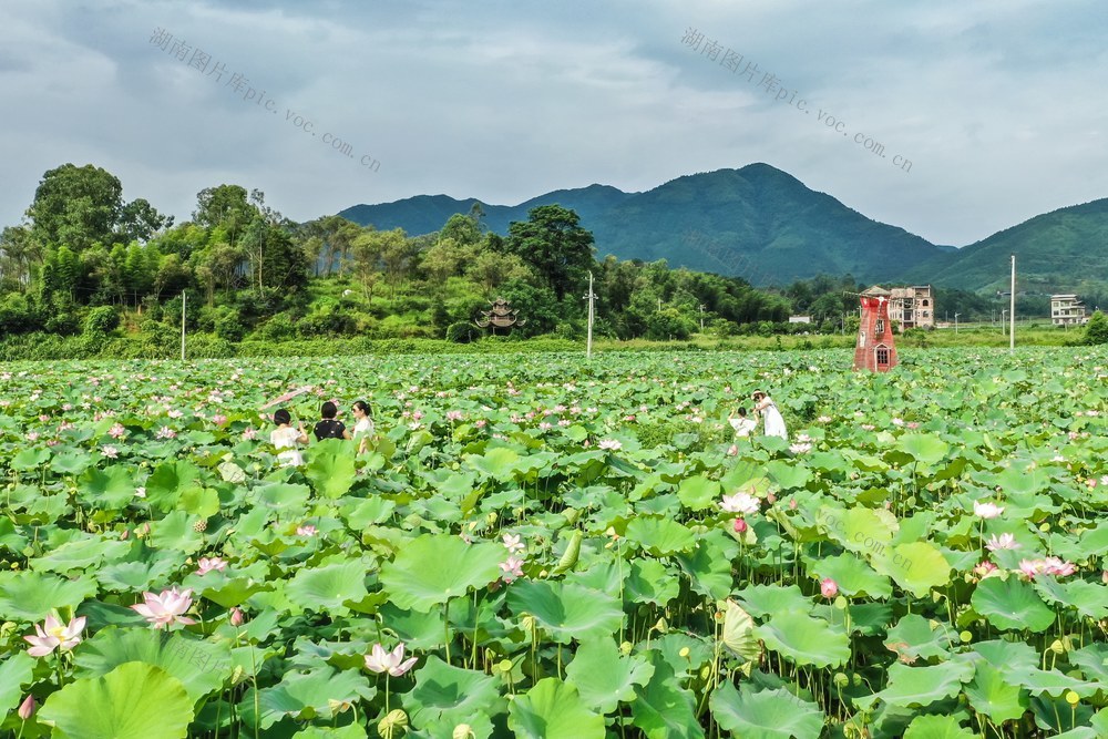 乡村 荷花 旅游 自然 农村 农业