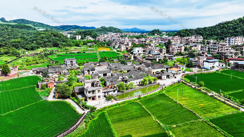 古村  绿意  稻浪  生态  新机