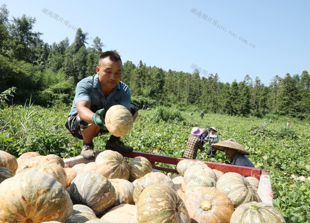     小南瓜     大产业