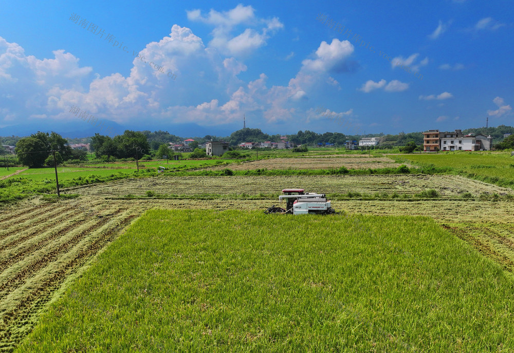 油稻 轮作 再生稻 收割
