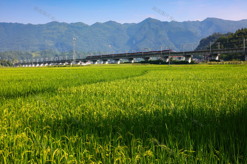 湖南，龙山，夏日，风景，稻穗，列车，远山，蓝天