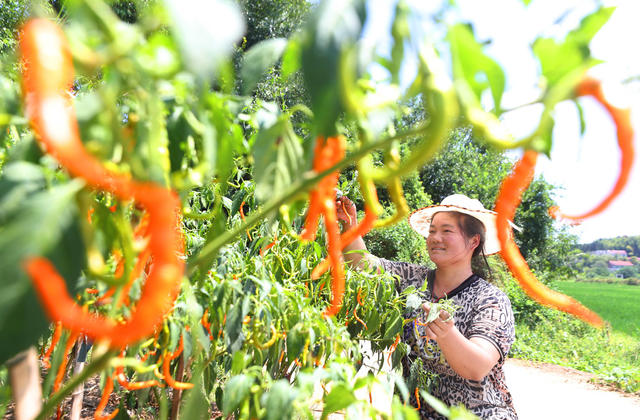 特色 种植 黄贡椒 全国农产品地理标志