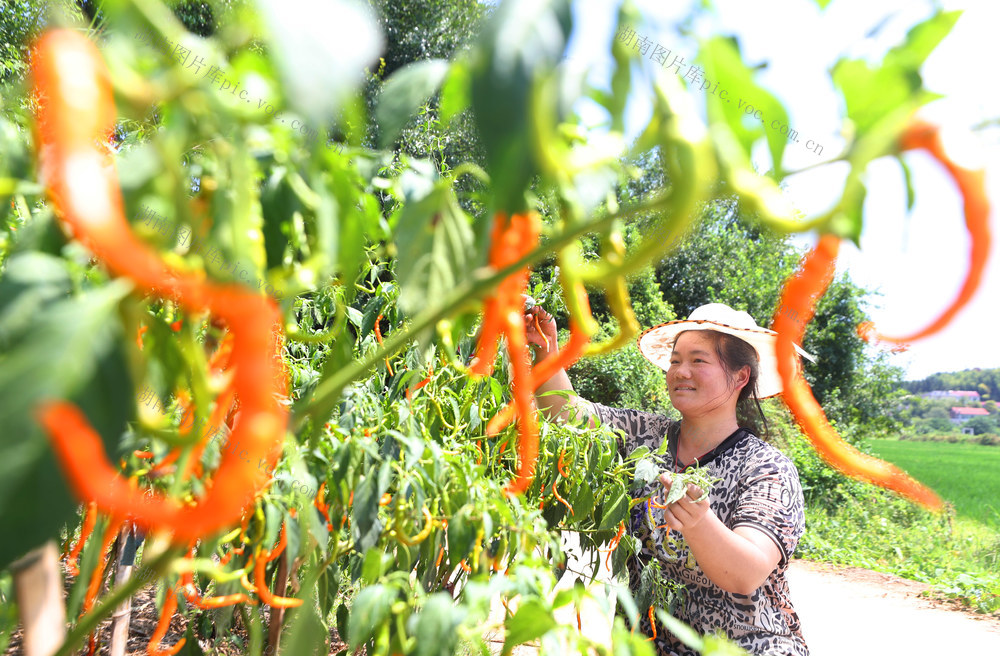 特色 种植 黄贡椒 全国农产品地理标志