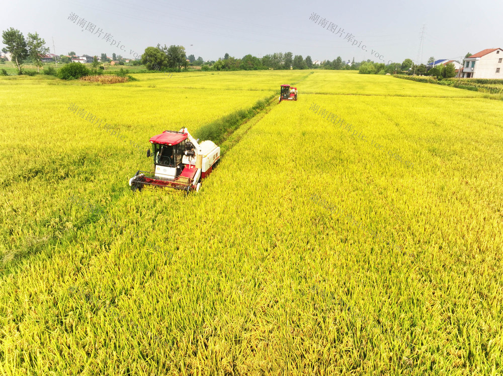 立秋  农事  水稻生产  再生稻收割  收割机