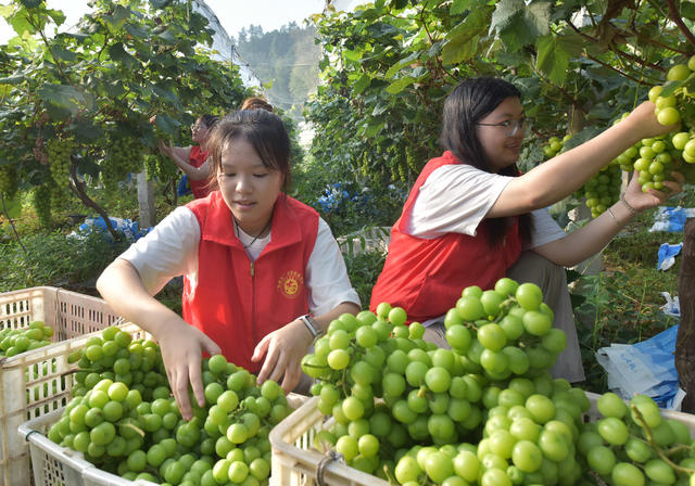 大学生志愿者   三下乡  乡村振兴  产业发展  农民增收  合作社  暑假锻炼  