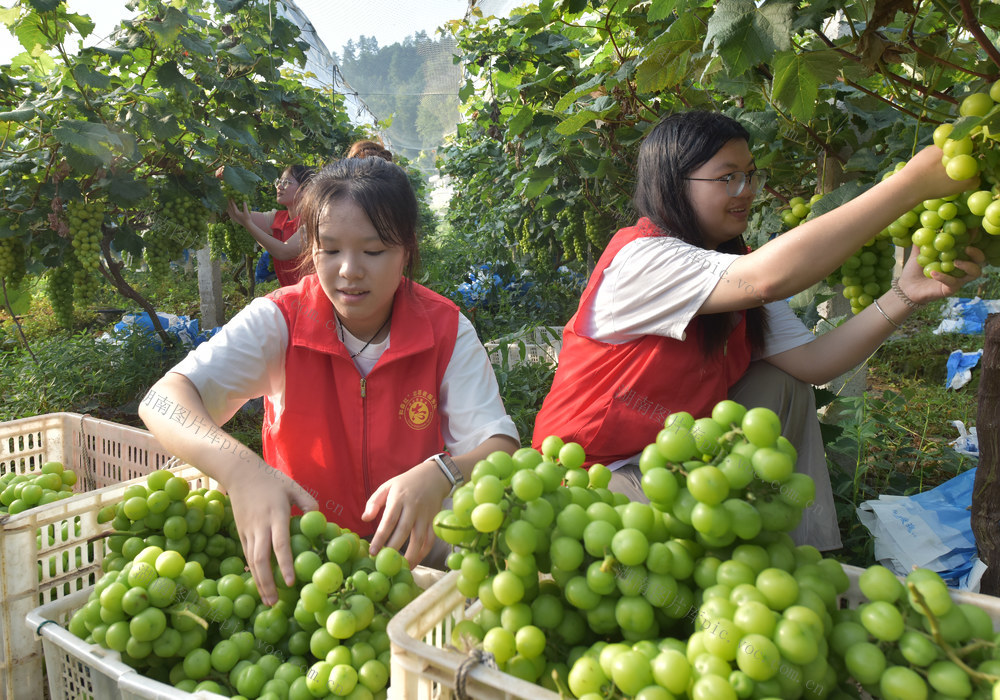 大学生志愿者   三下乡  乡村振兴  产业发展  农民增收  合作社  暑假锻炼  
