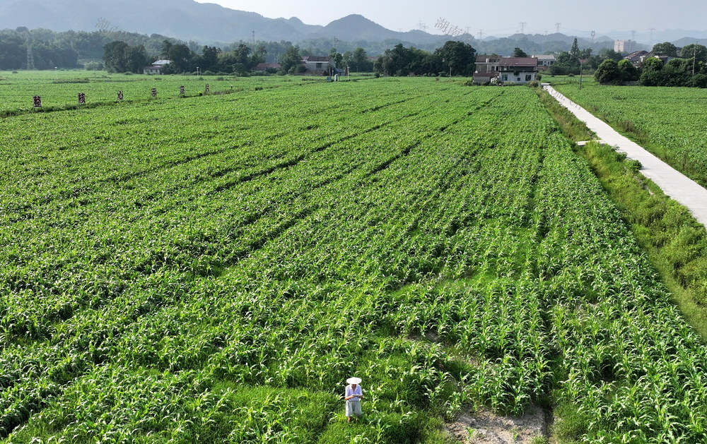 槄田囗种植口改变