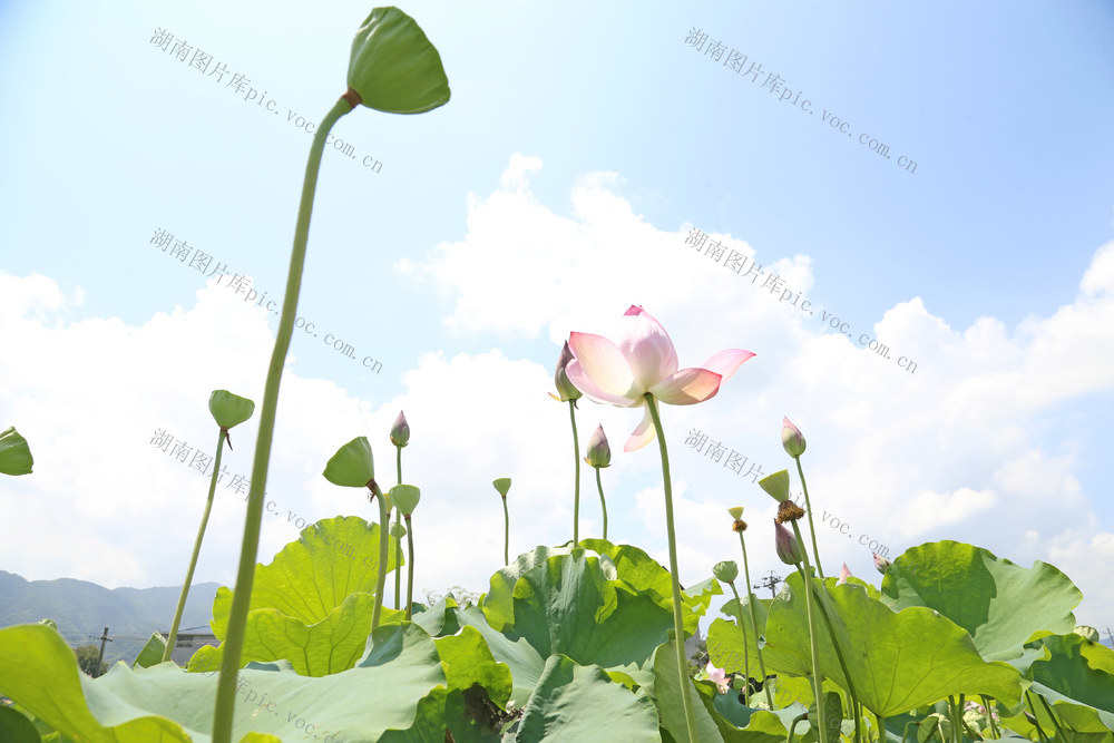 荷塘 荷花 莲蓬 游客 纸伞 莲藕 乡村振兴