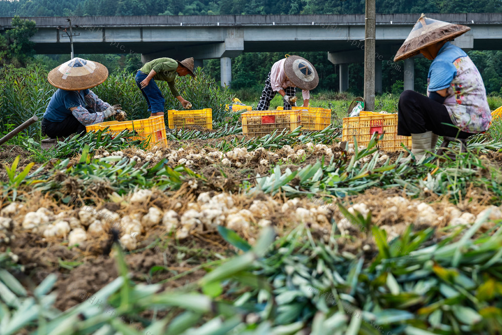 百合 丰收 产业 采收 农业