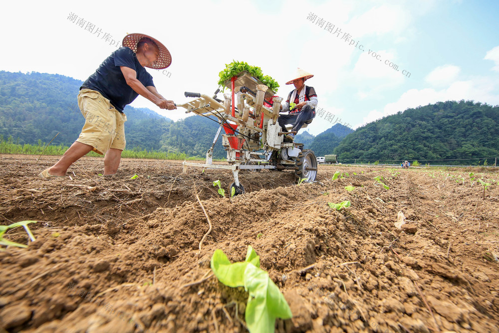 湖南，龙山，节气，立秋，将至，农事