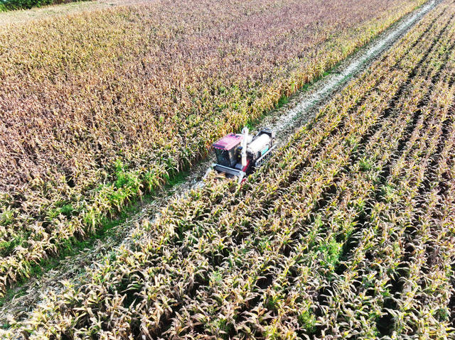 农机服务  跨省作业  玉米收割  秸秆离田