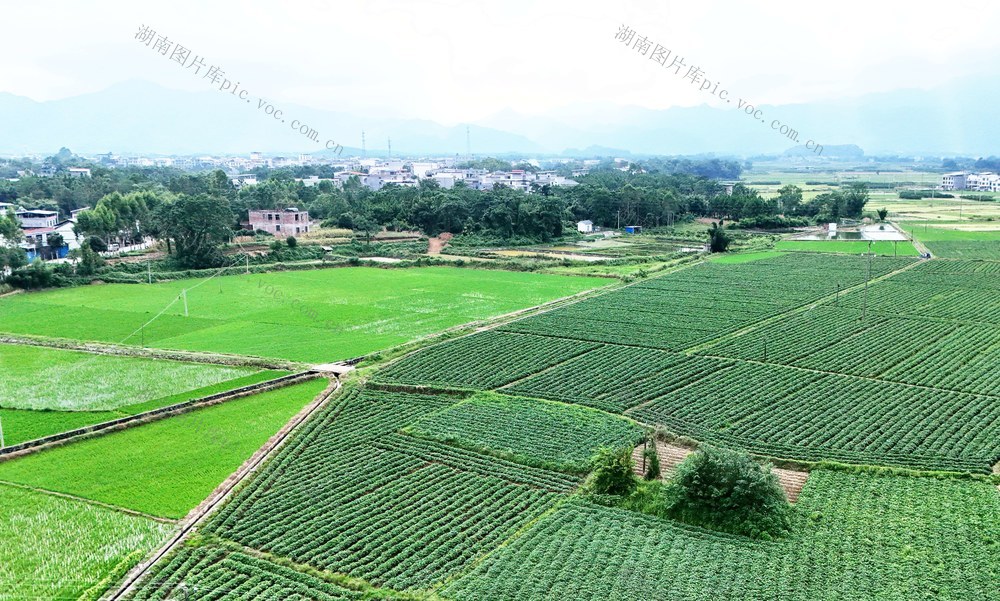 初秋田园 绿意盎然