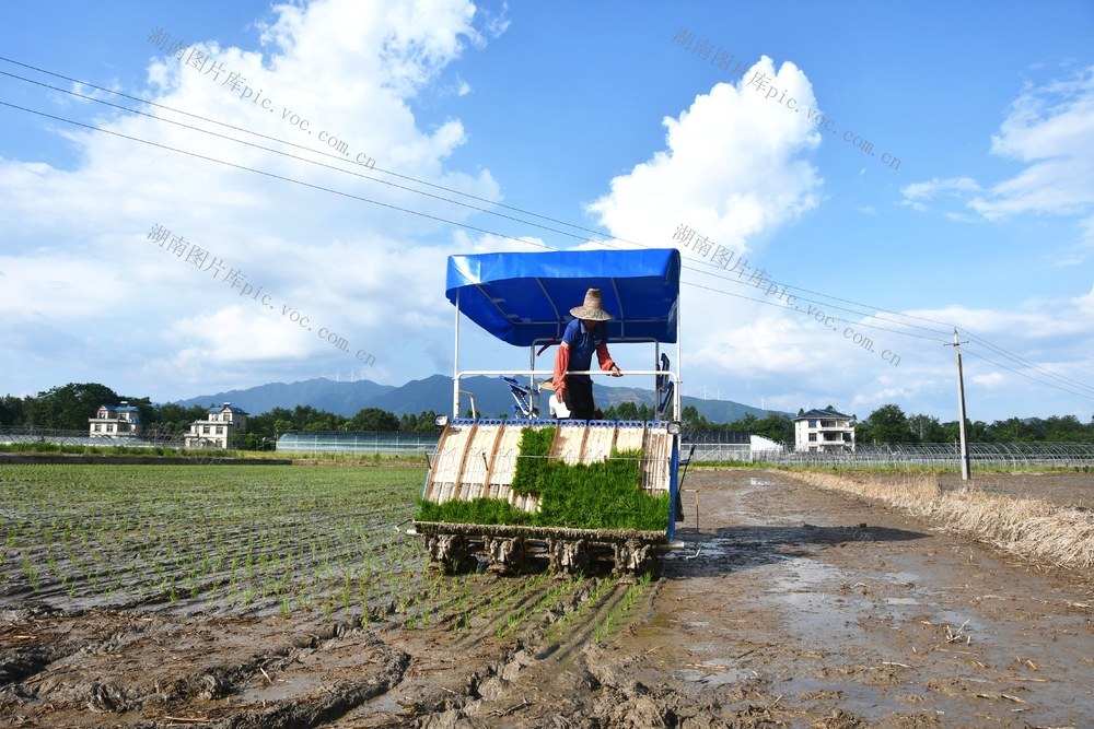  立秋时节抢插晚稻