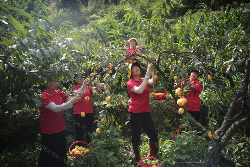 湖南桂东 黄桃 丰收 志愿者 解民忧