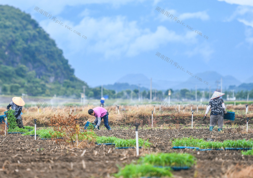 立秋
农事
道县
