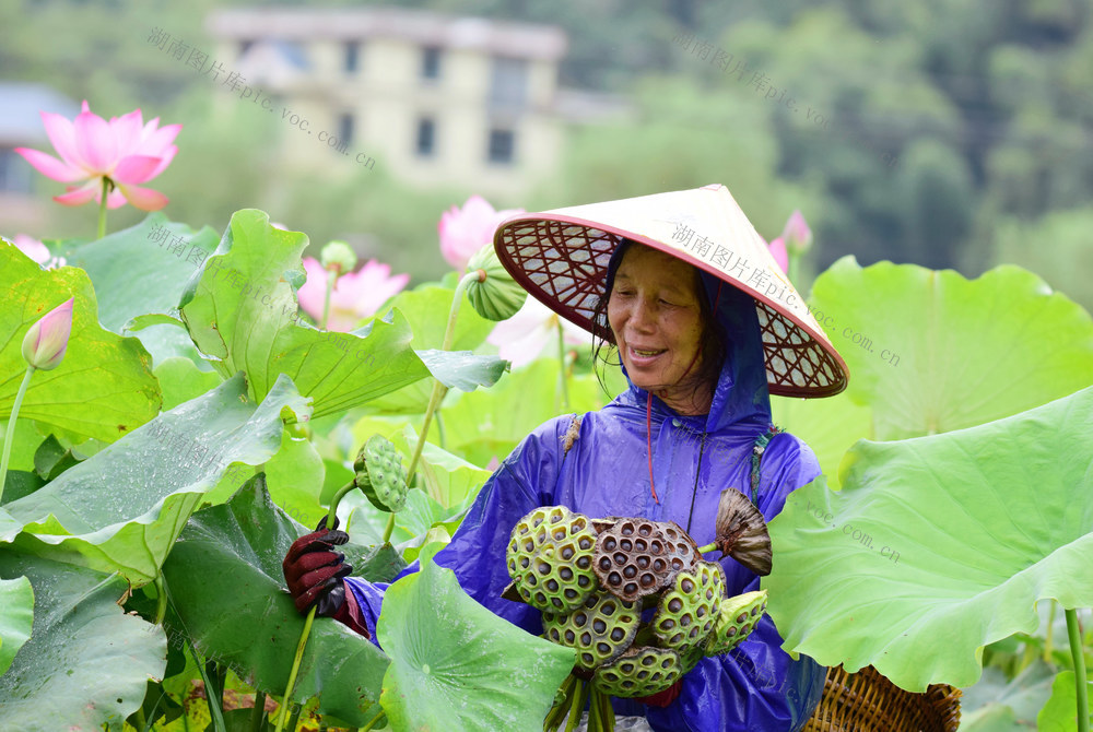 莲蓬 丰收 采摘 加工 销售 莲农 增收