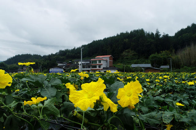 湖南桂东 产业 文旅深度融合 乡村振兴 旅居桂东
