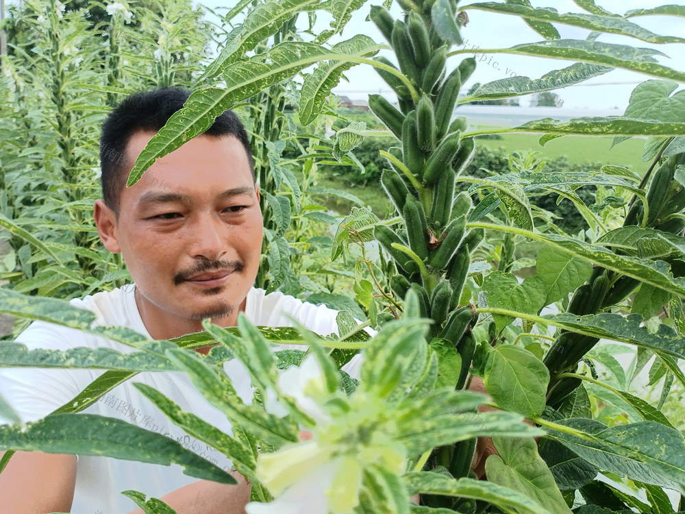 芝麻开花节节高  10万亩芝麻基地长势喜人好于去年