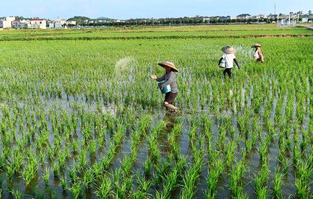 立秋，节气，农事，田间管理，农忙，水稻，晚稻，稻田，施肥，农时，农民