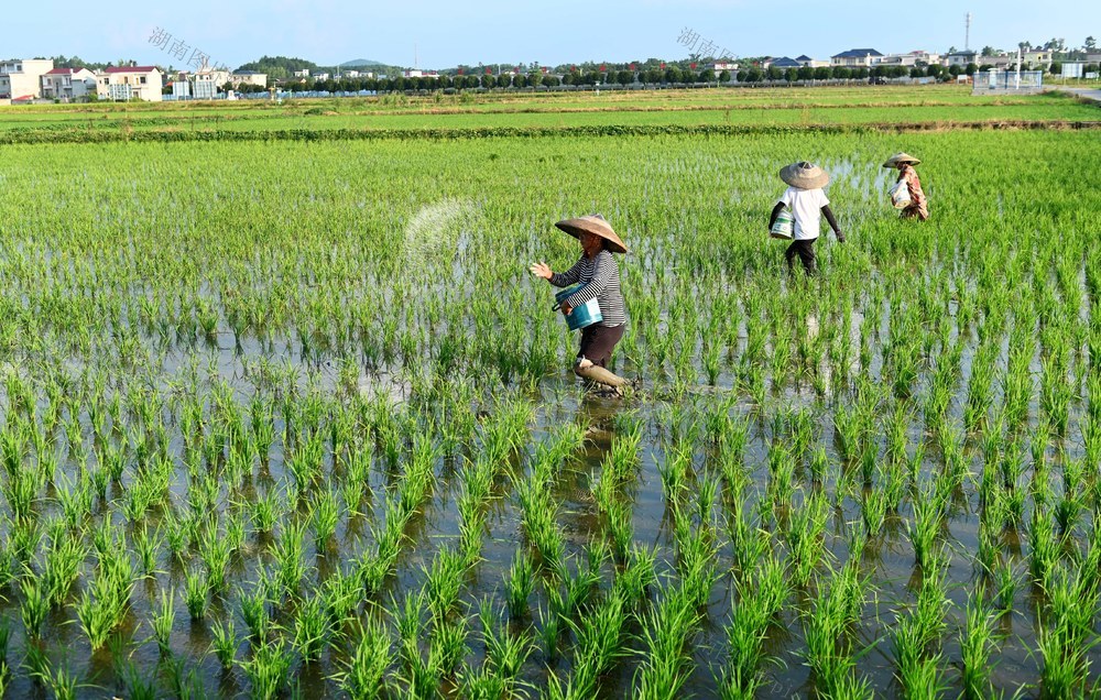 立秋，节气，农事，田间管理，农忙，水稻，晚稻，稻田，施肥，农时，农民