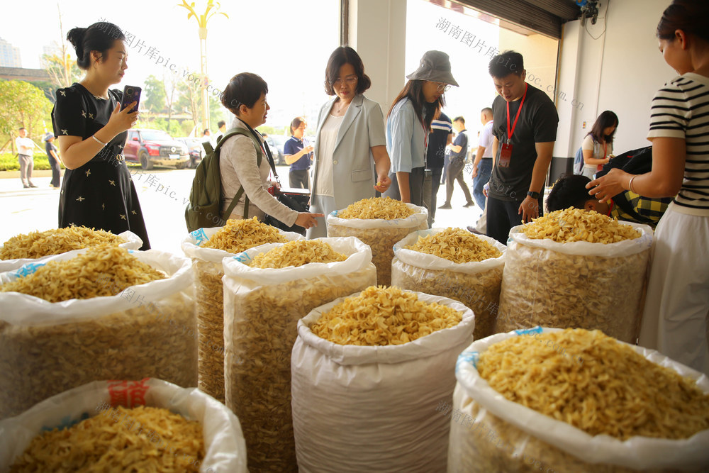 龙牙百合 金银花 中药材 中药材企业 展销会 经济 文旅