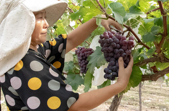 生态水果  推助乡村振兴