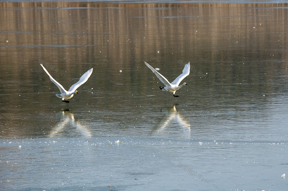 湿地、天鹅、动物