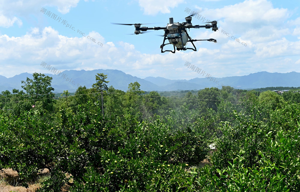 无人机，施肥，柑橘，橘园，园艺场，农时，果农，统防统治，管护，丰产，作业 飞防