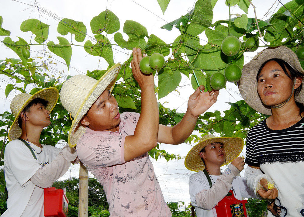 嘉禾：罗汉果  管护忙