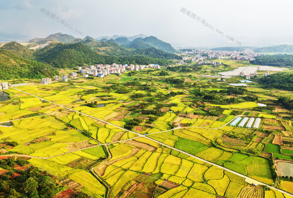 嘉禾：中稻泛黄 丰收在望