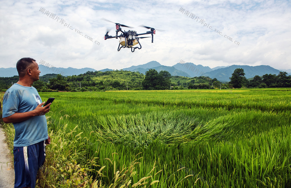 杂交水稻制种，赶花粉 无人机。高科技