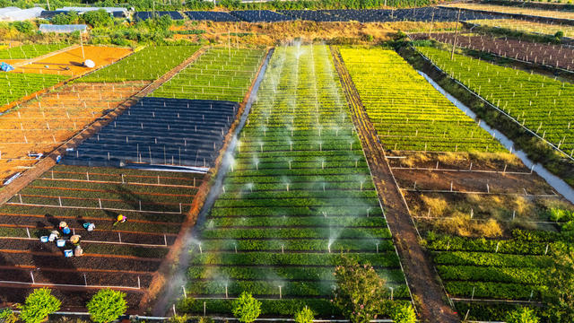 农业 苗木产业 科学管护 节水灌溉 战高温