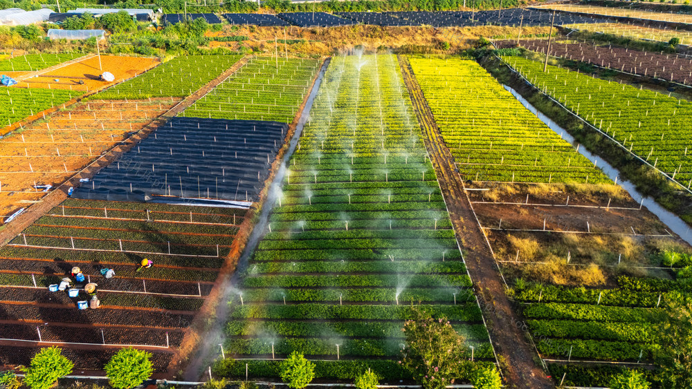 农业 苗木产业 科学管护 节水灌溉 战高温