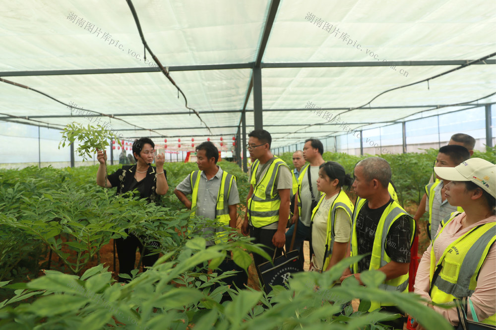 残疾人 培训 帮扶 就业 创业 魔芋 农业 种植 增收
