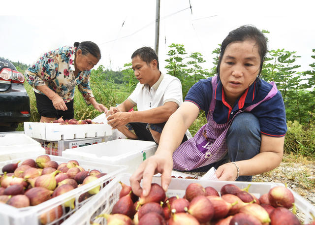 嘉禾：无花果 助增收