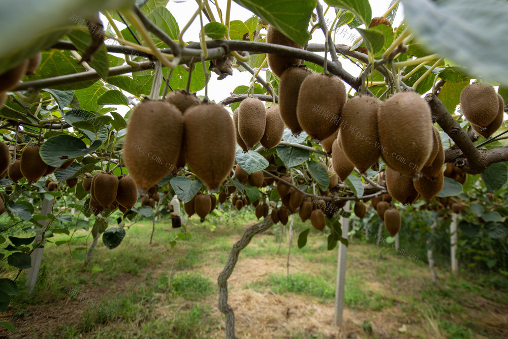 农技员 猕猴桃 林果业 特色种植 瓜果蔬菜 中后期管理 党员志愿者 硕果累累 长势喜人